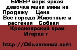 БИВЕР йорк яркая девочка мини мини на Продажу! › Цена ­ 45 000 - Все города Животные и растения » Собаки   . Красноярский край,Игарка г.